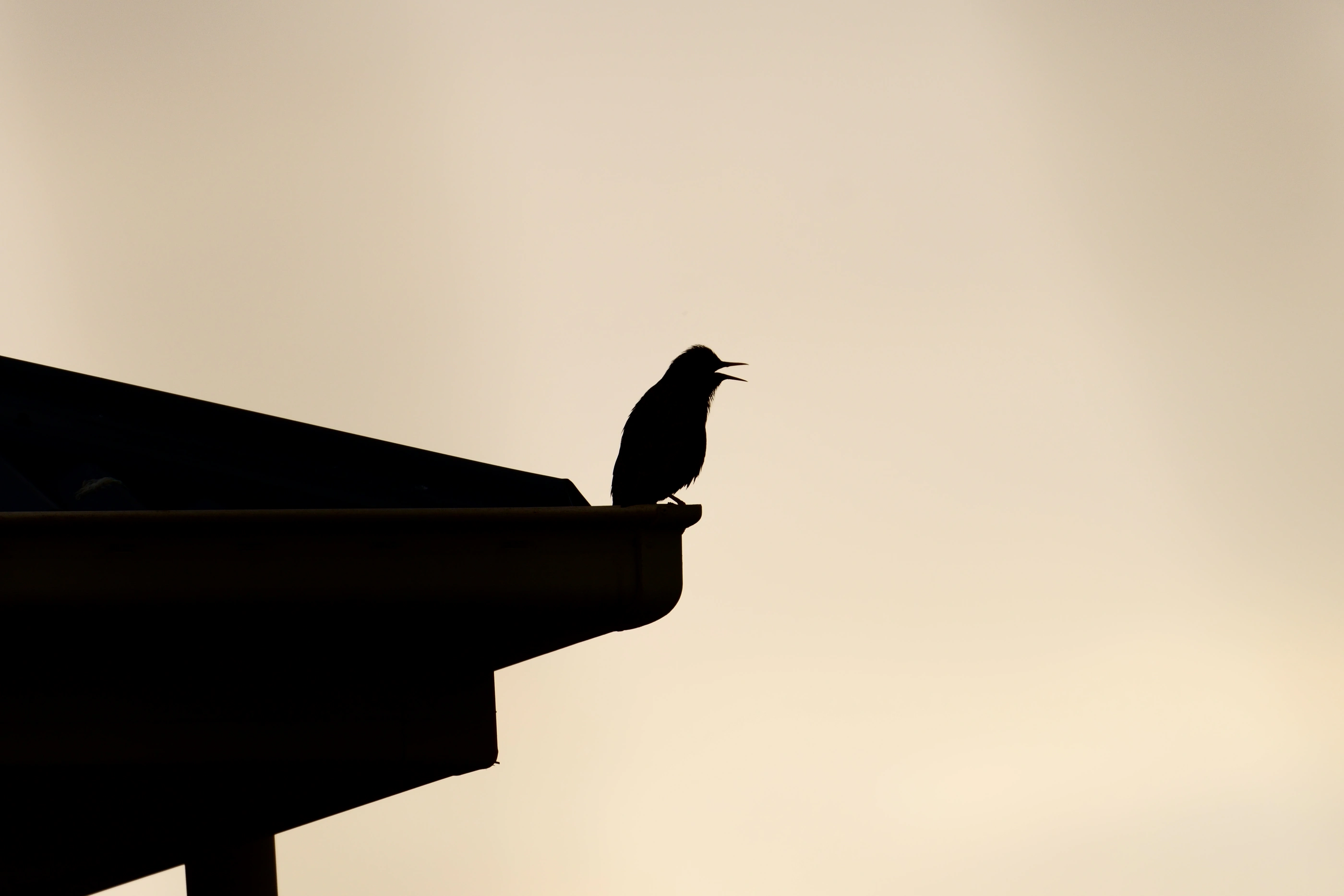 A small bird silhouetted against the evening sky