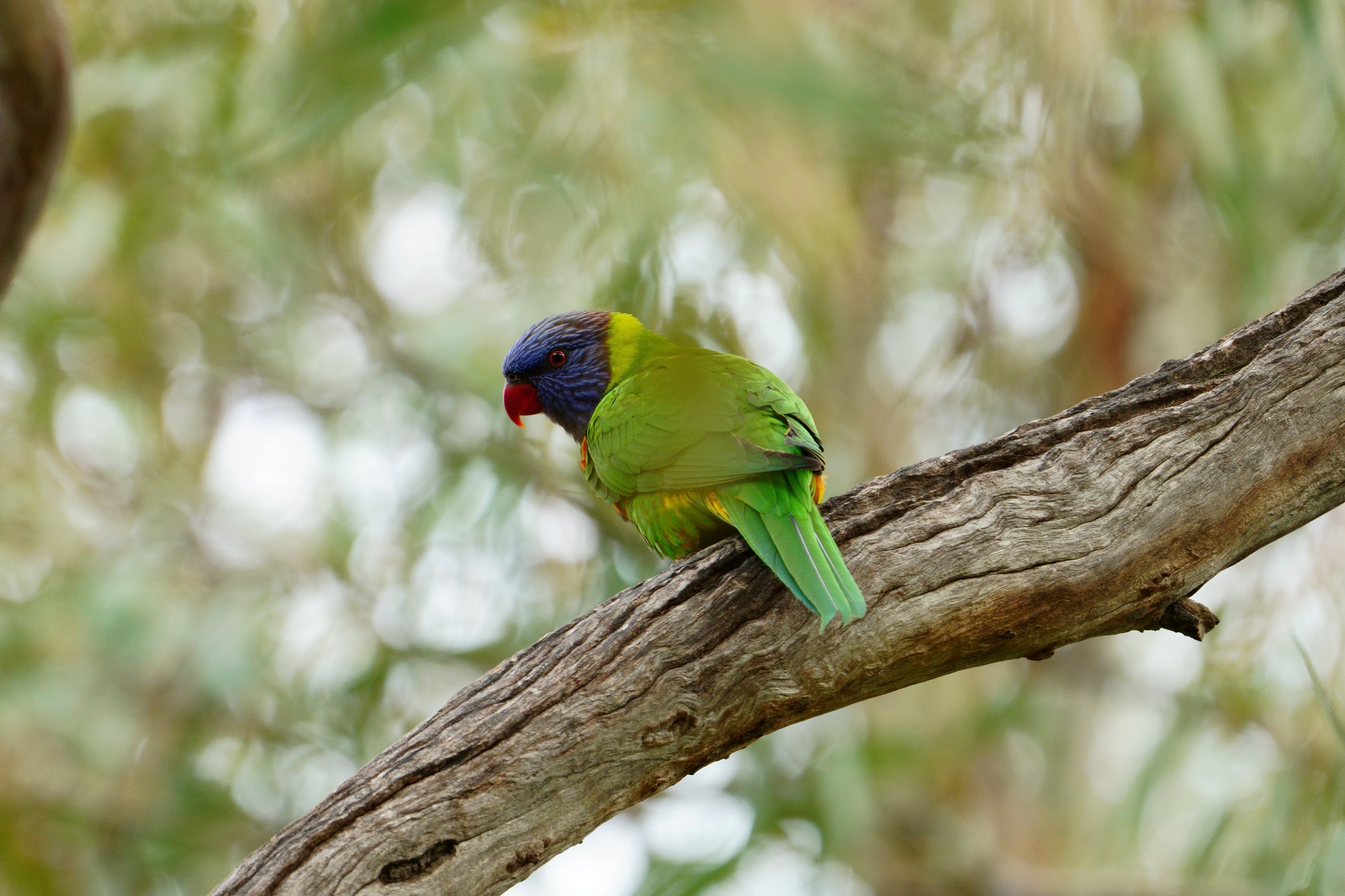 A rainbow lorikeet resting on a tree branch