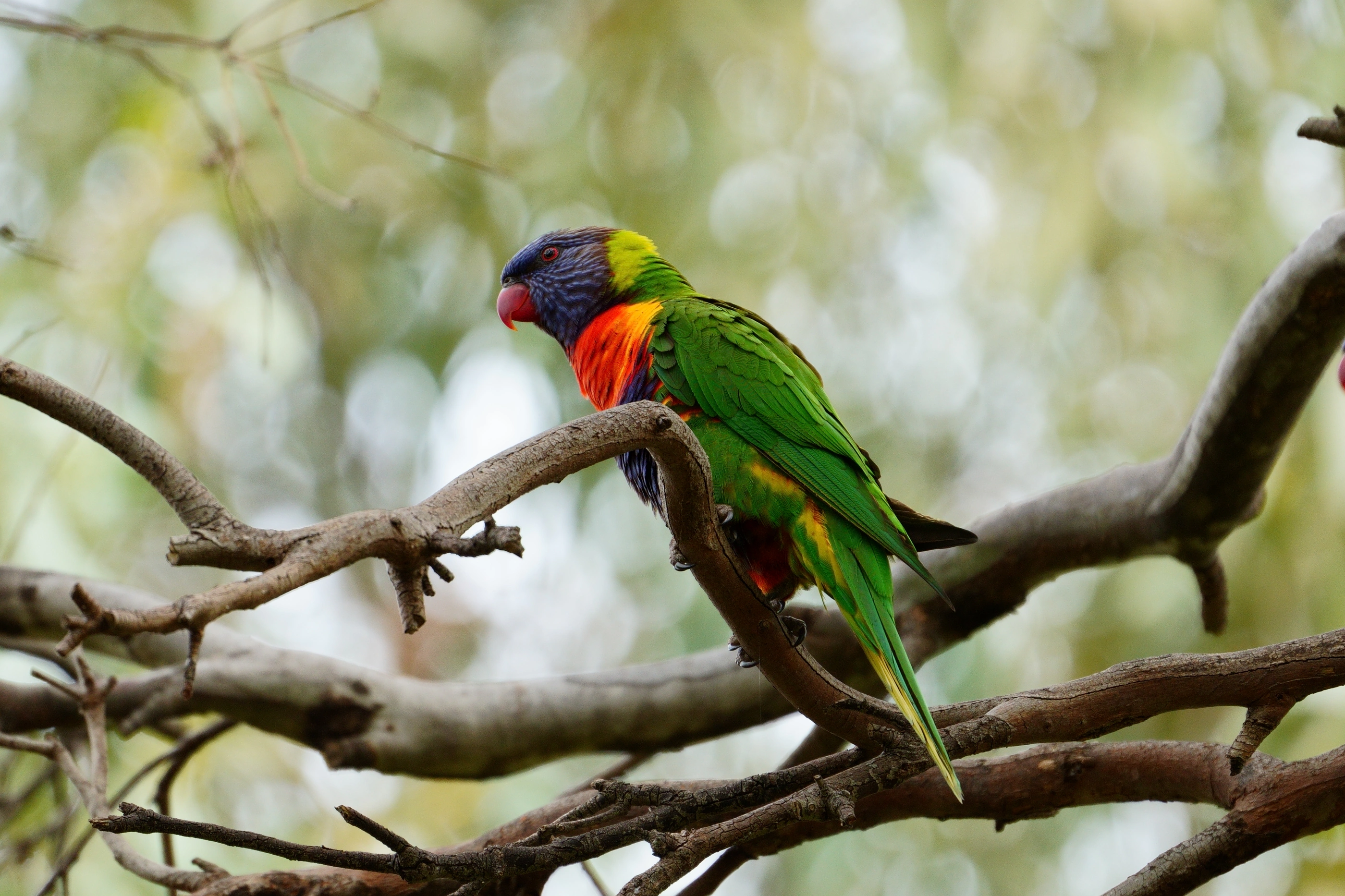 Two rainbow lorikeets perched together among branches