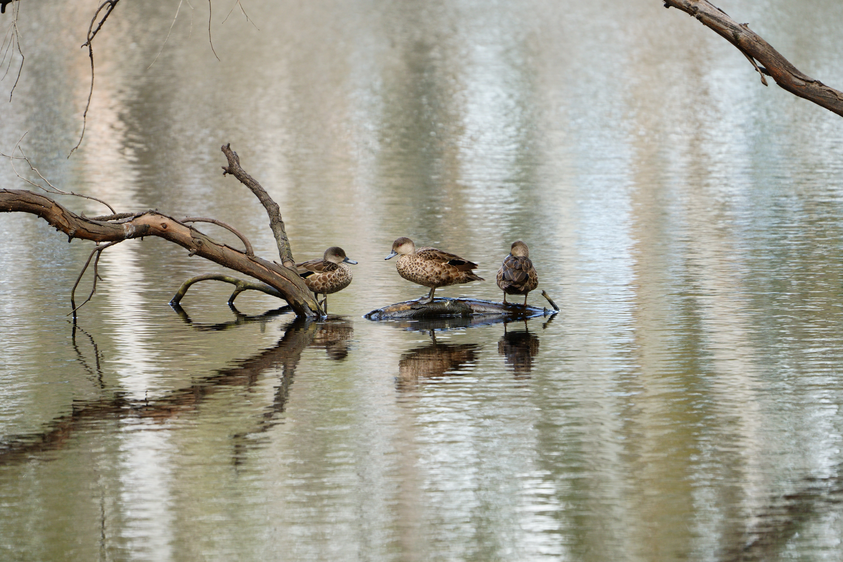 Ducks resting on a partly submerged branch in a pond