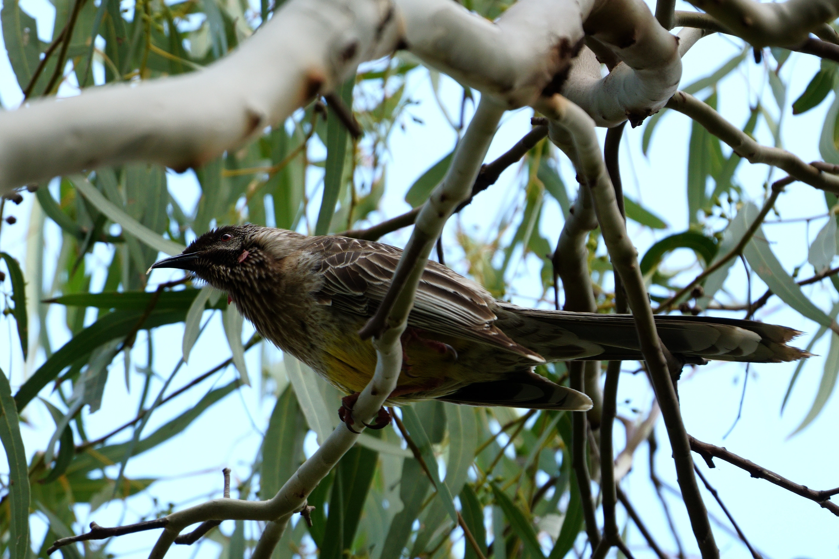 A honeyeater perched among eucalyptus branches