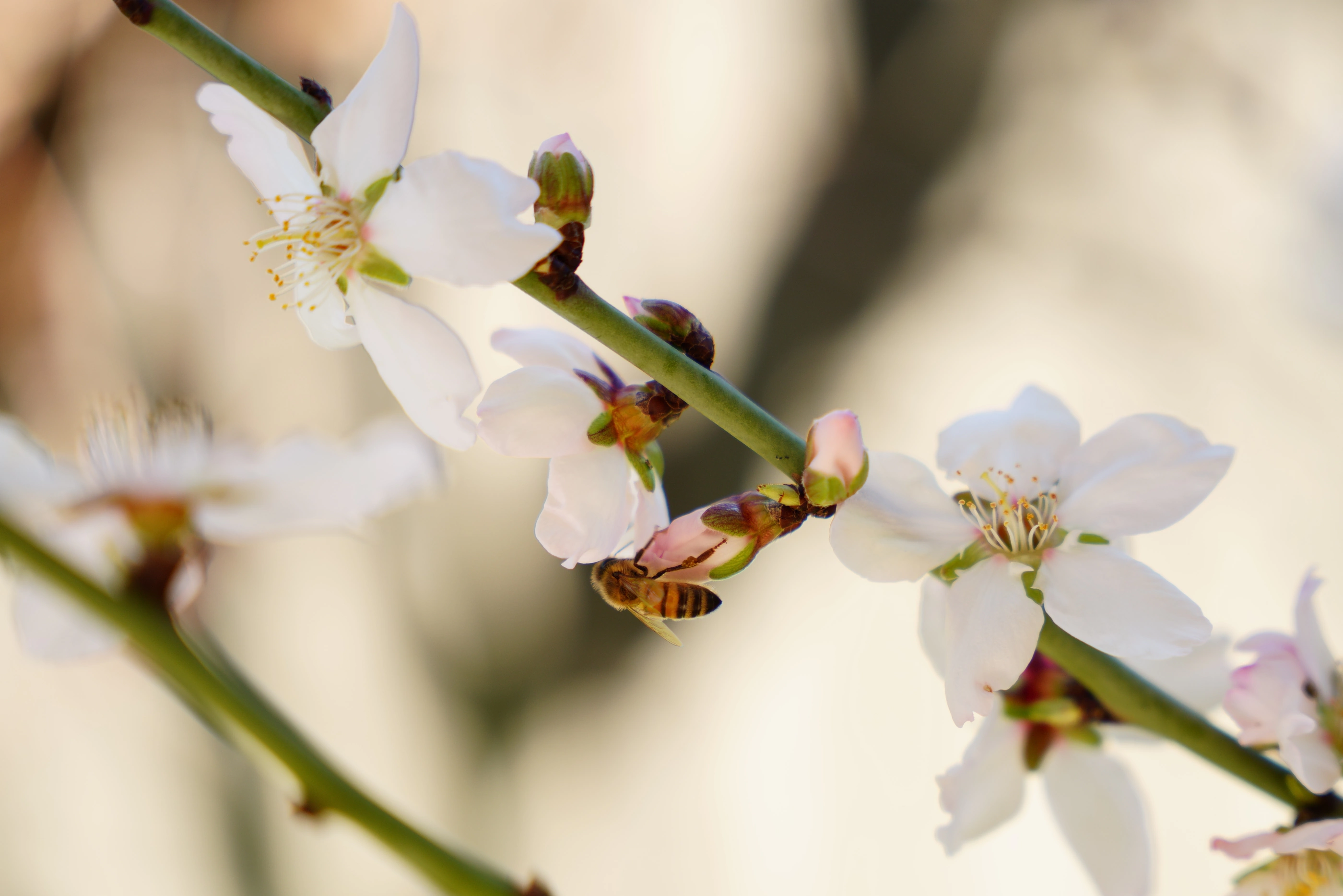 White blossoms on a slender branch