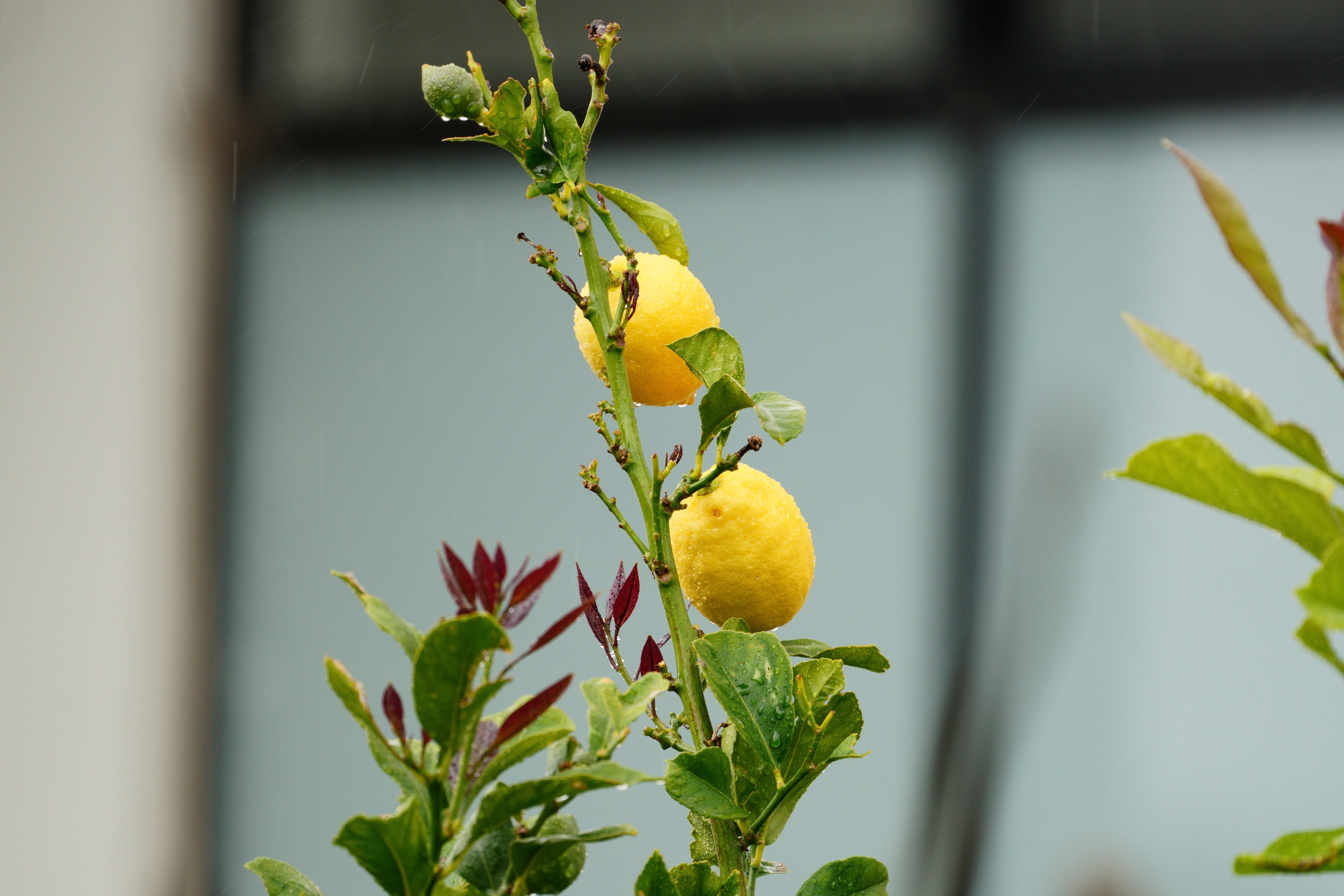 Ripe lemons among green leaves