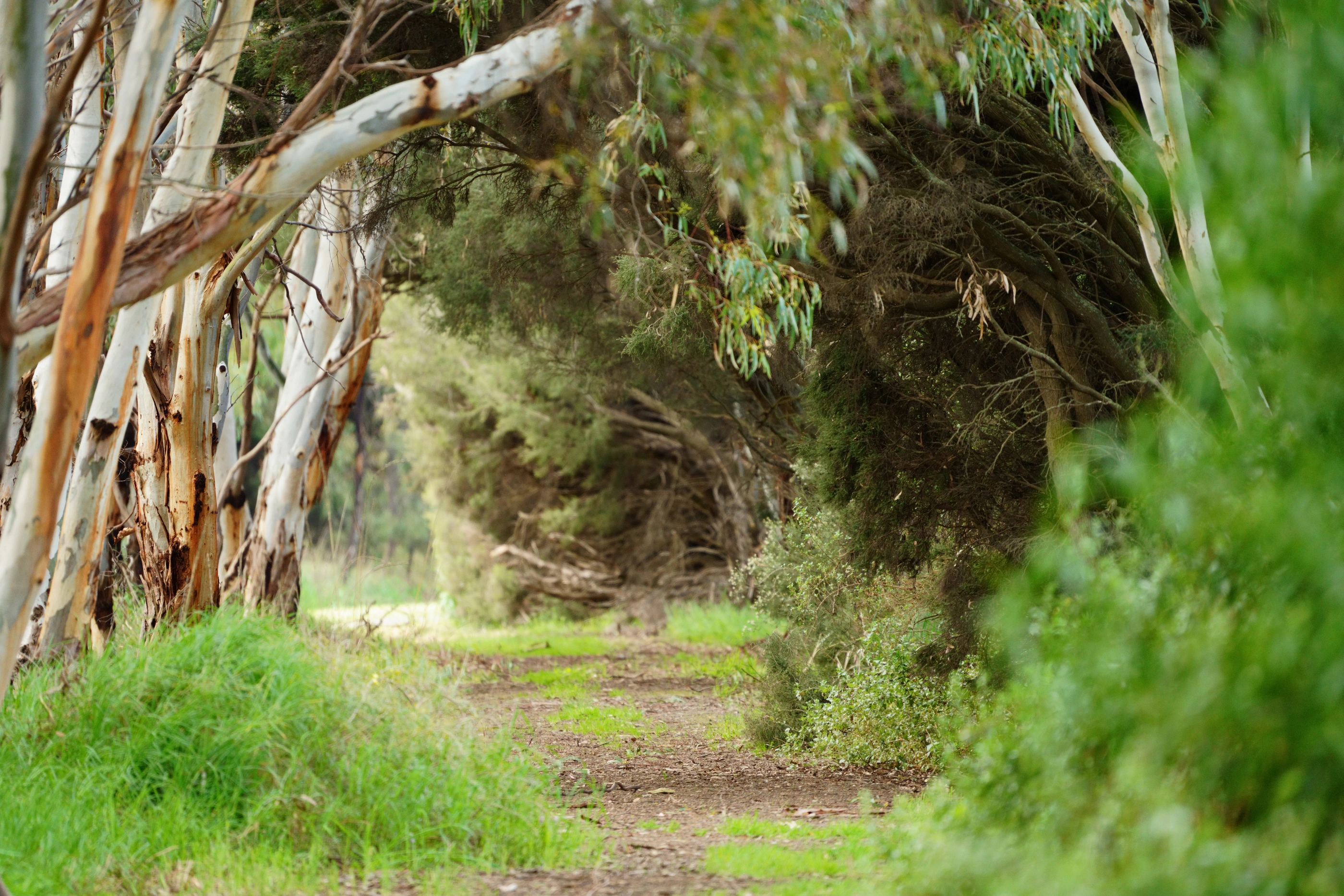 A narrow path winding beneath eucalyptus trees