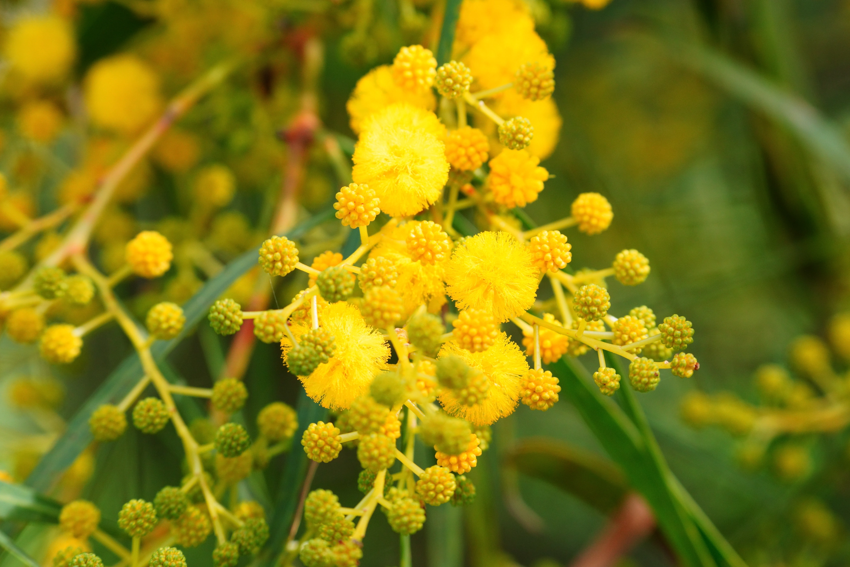 Golden wattle flowers in soft light
